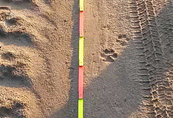 Wolf track